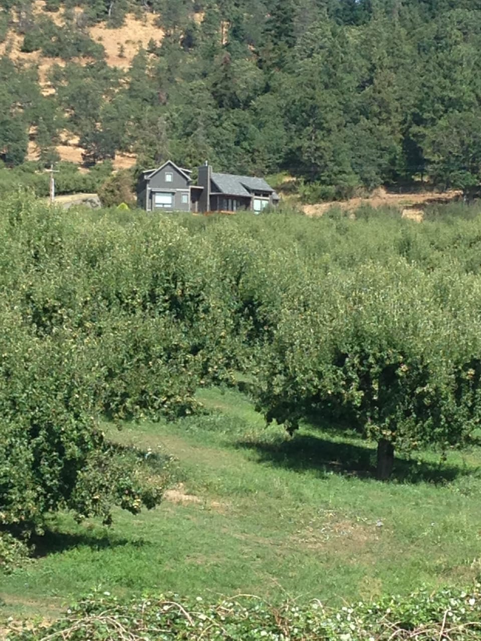 Mid-summer; above the orchards.