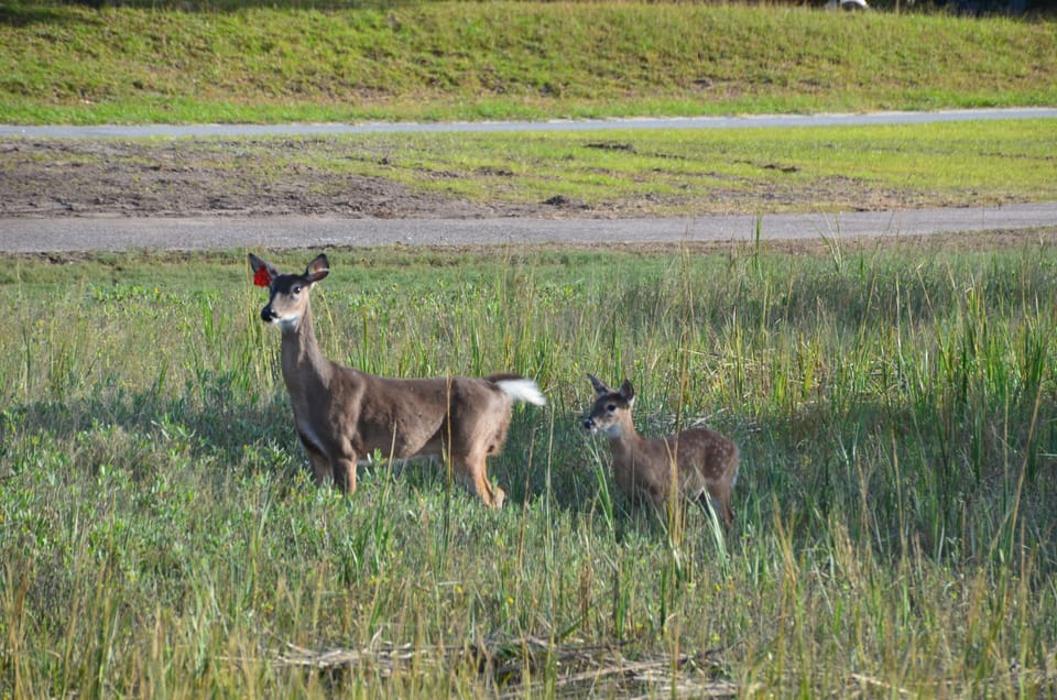 Over 350 deer freely roam the island.