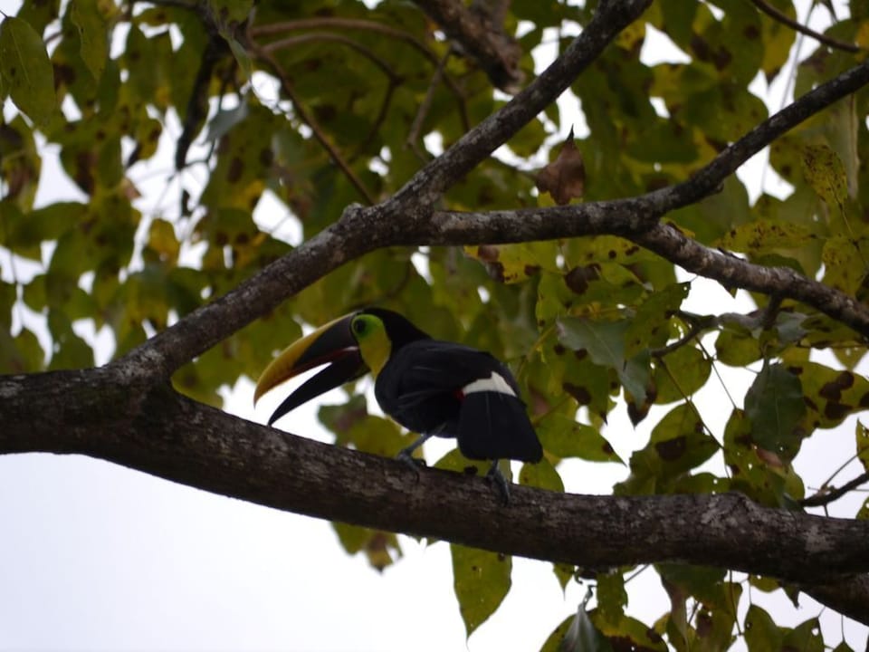 Toucan