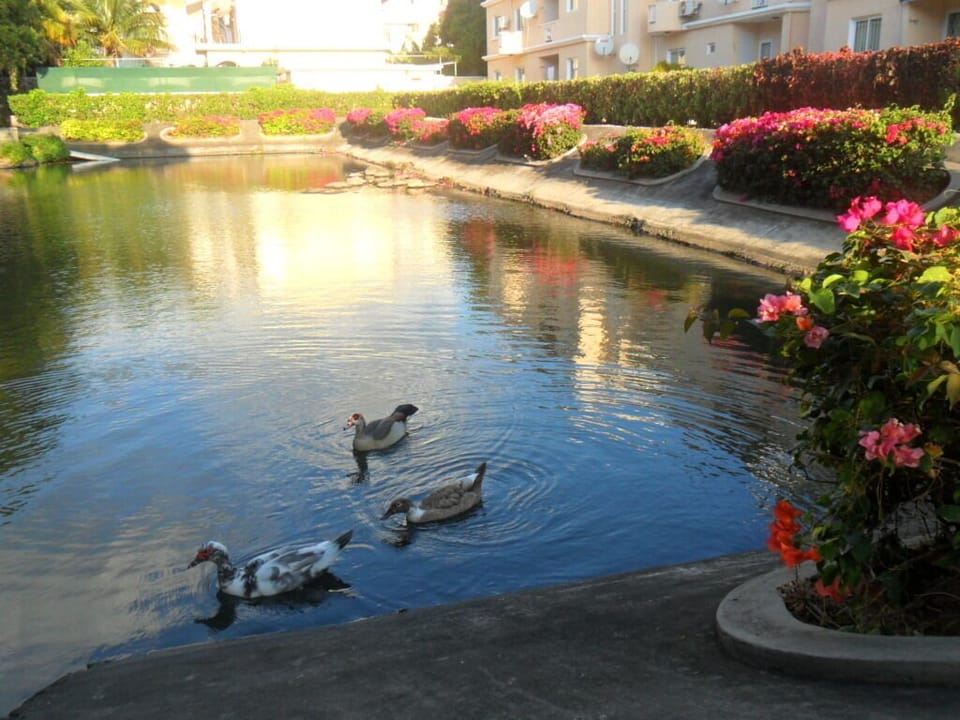 Pond at the entrance gate with ducks, turtles, fish