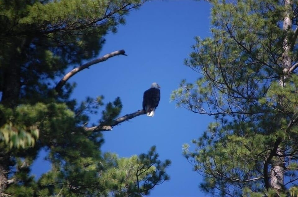 Eagle photo taken from our pier