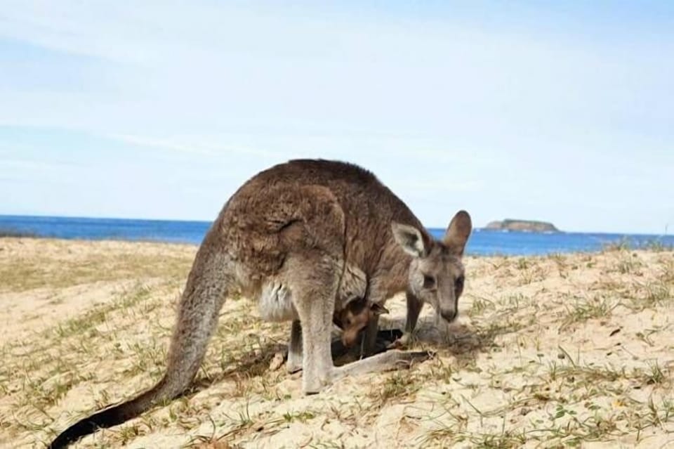 Short trip to Pebbly Beach to see Australian wildlife