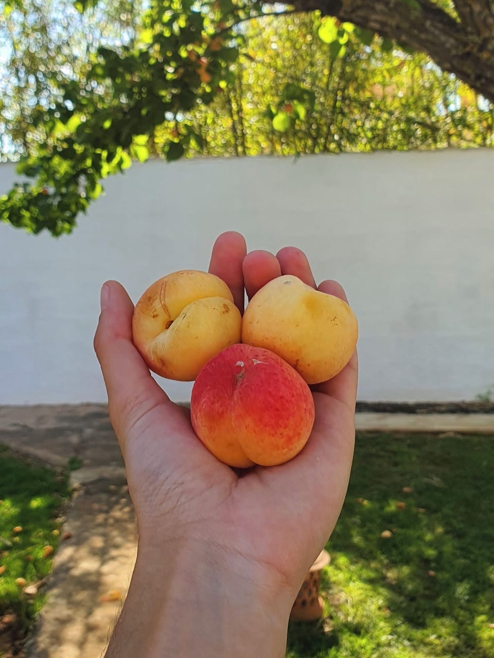 from the huerto to the table