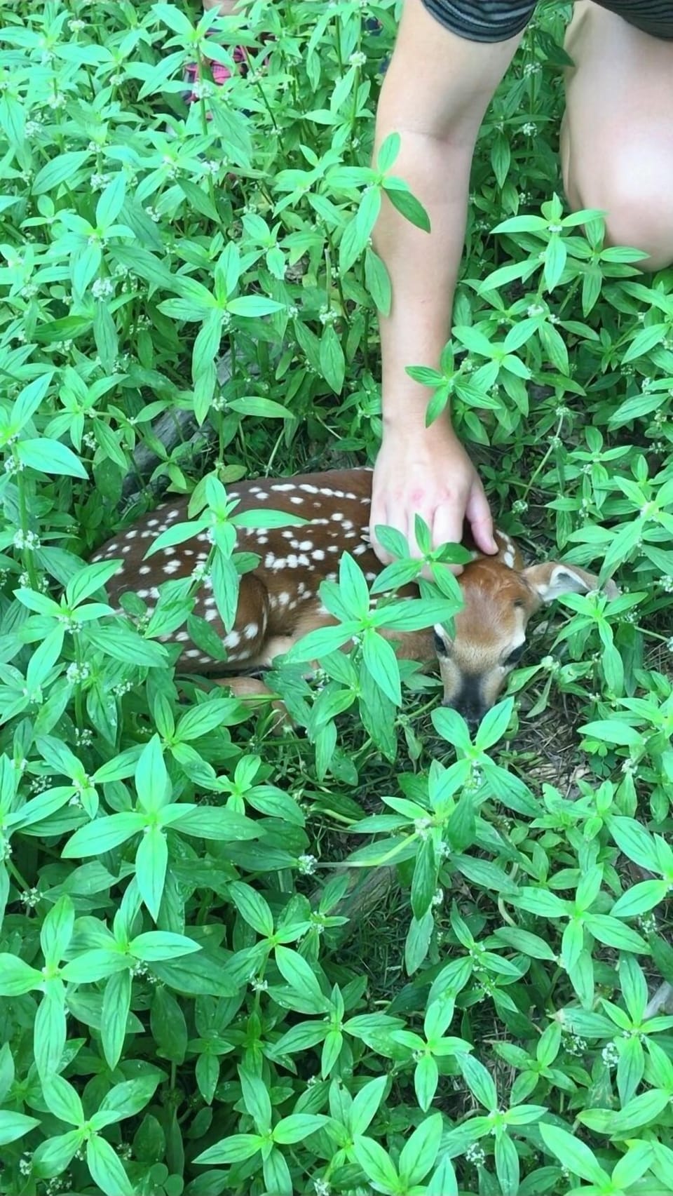 Baby deer fawn