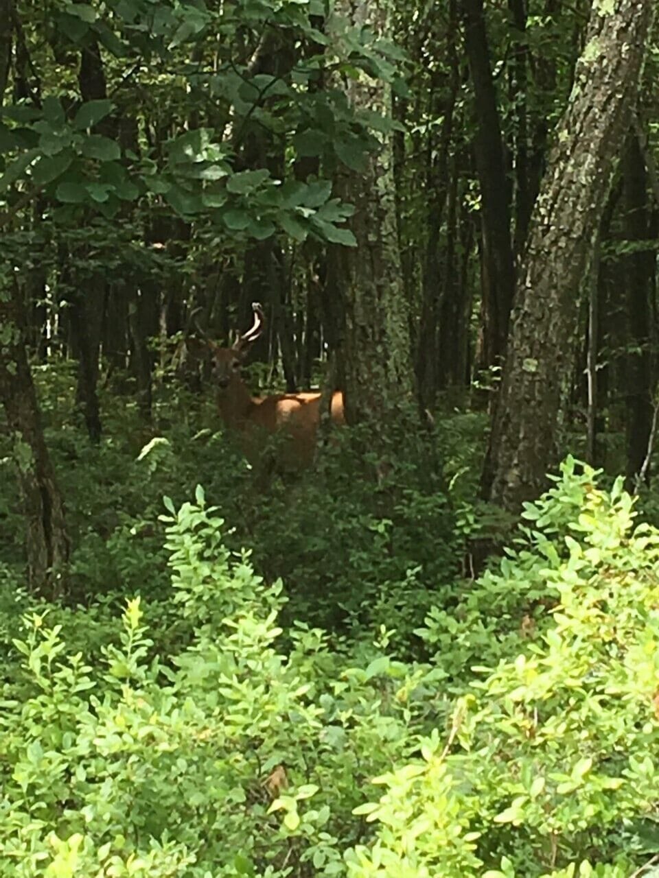 Spot deer on our property or during a leasurely walk in the development.