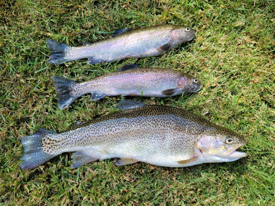 Caught in river across from Cabins. 