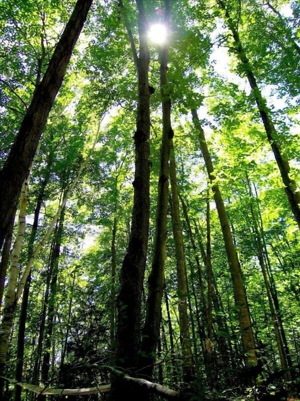 Beautiful Tall Trees on Property
