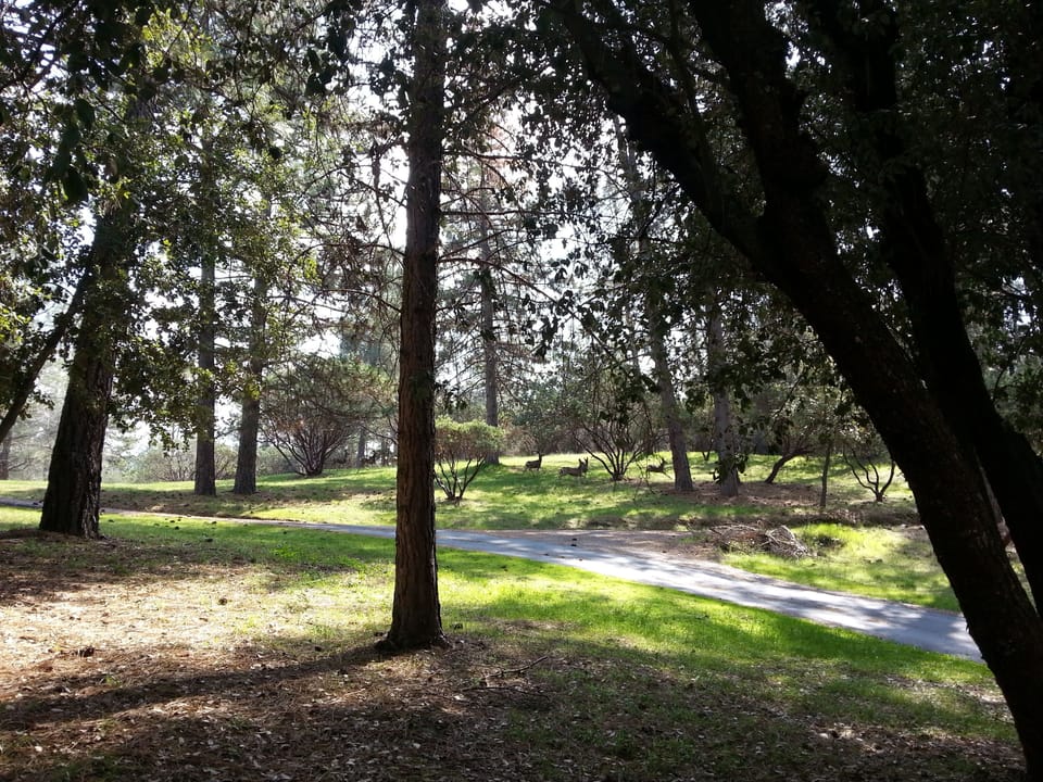 We have the occasional group of deer passing through our property