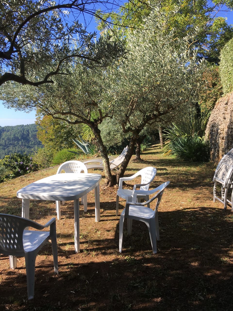 Votre beau jardin ensoleillé avec de nombreuses fleurs, des olives pour l'ombre