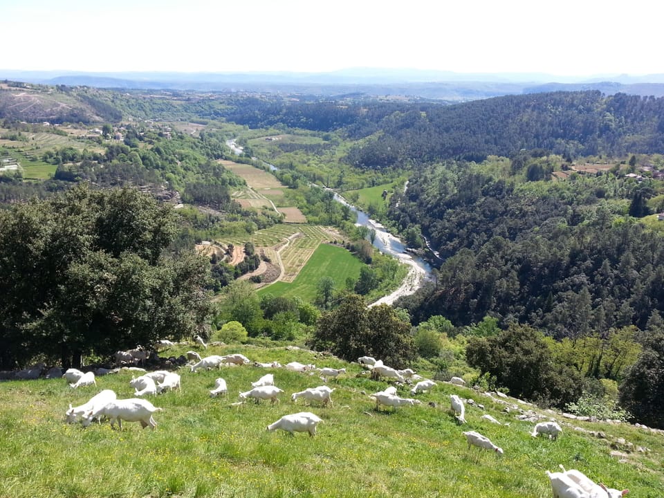 The local goat farm for simply the best chevre just 15 minutes walk away