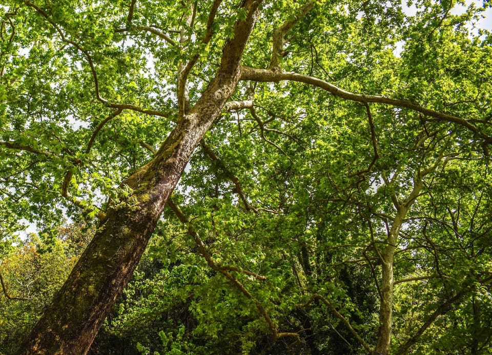 Asi Gonia is a traditional village full of trees which you will surely enjoy!
