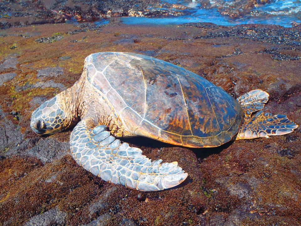 Honu - Sunbathing on Kahuluu Beach.