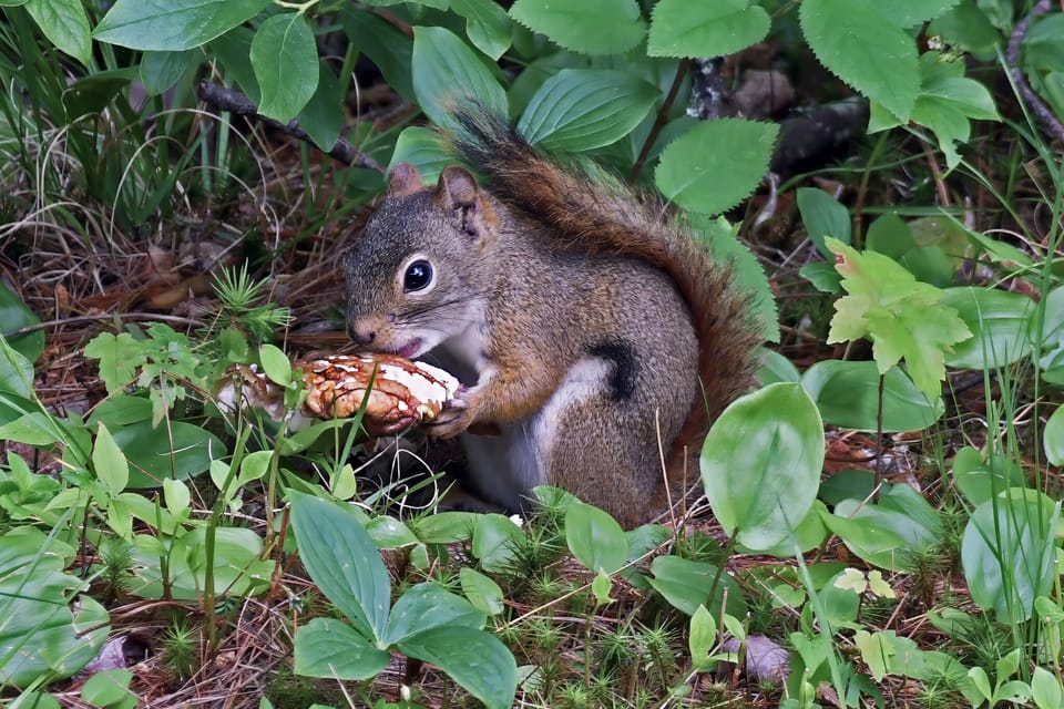 Adorable Chipmunk on my property having a mid-day meal. Photo taken by Greg.