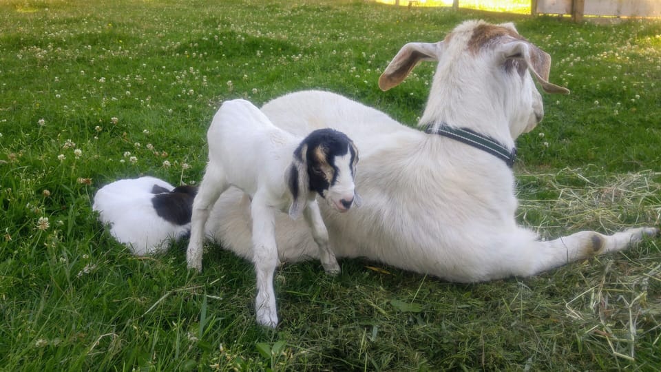 Baby farm animals abound at Family Farm B&B!