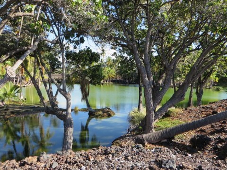 The Fish Pond trails at Mauna Lani, a perfect way to spend the afternoon! 