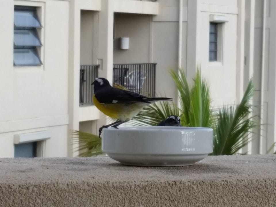 Yellow bird on balcony