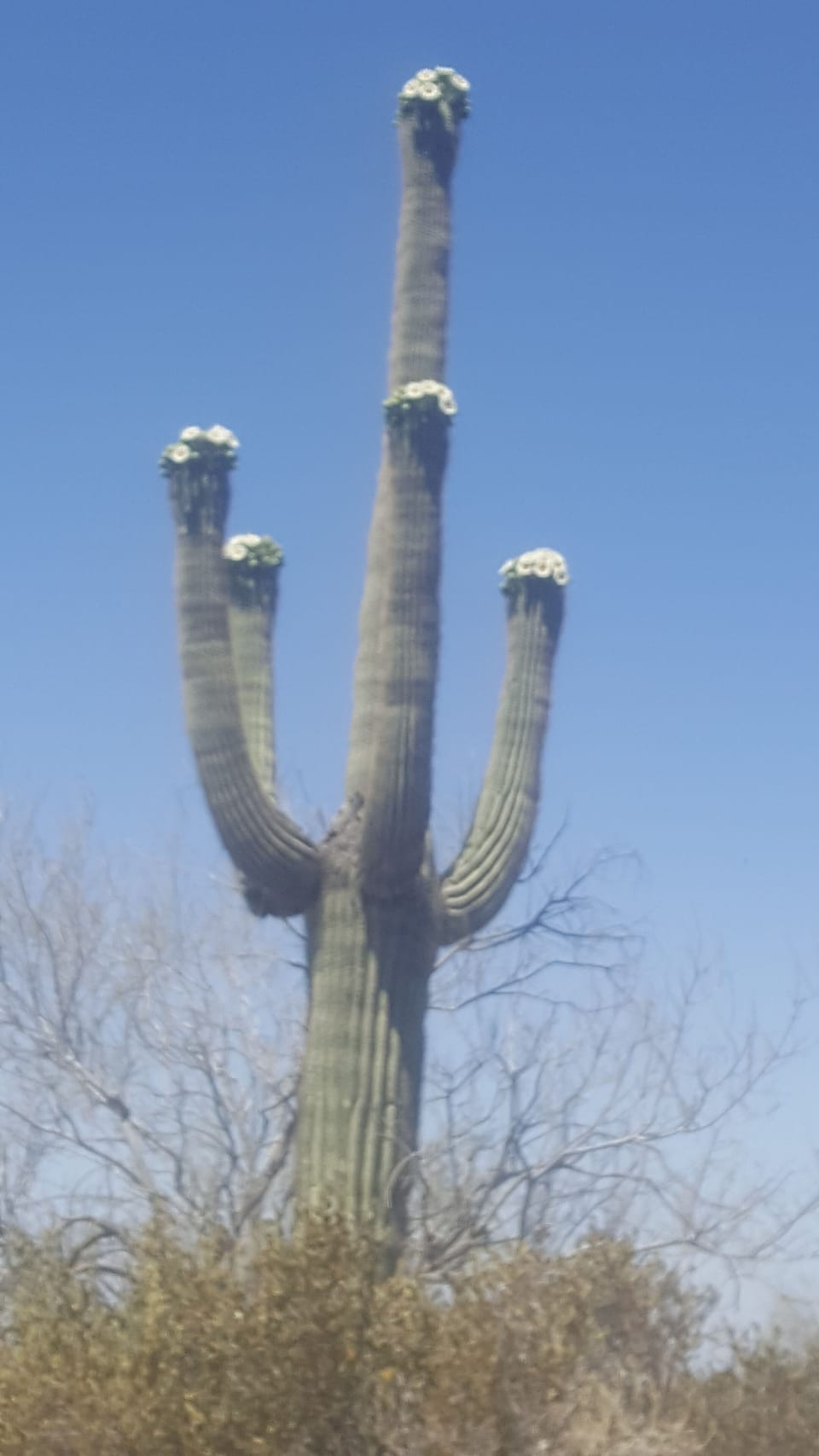 beautiful saguaro in bloom