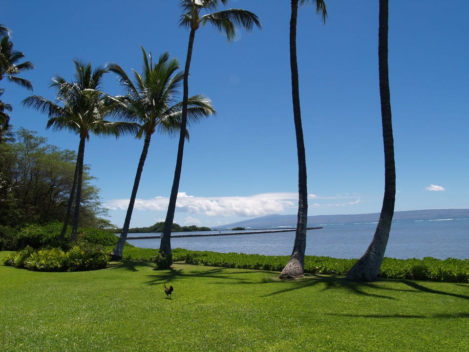 Once of the island's famous ancient fishponds is directly next to the resort