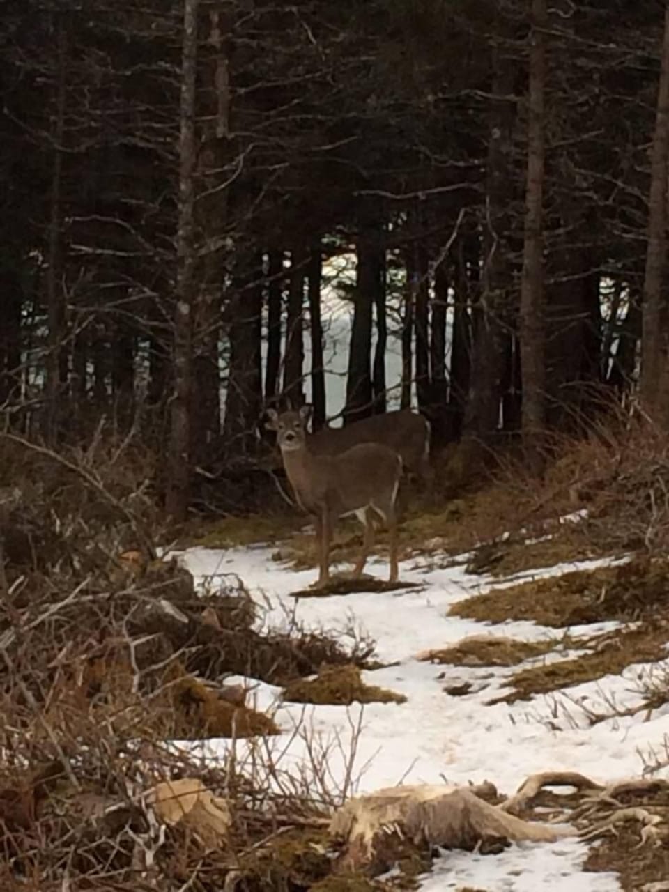 Wildlife from living room window