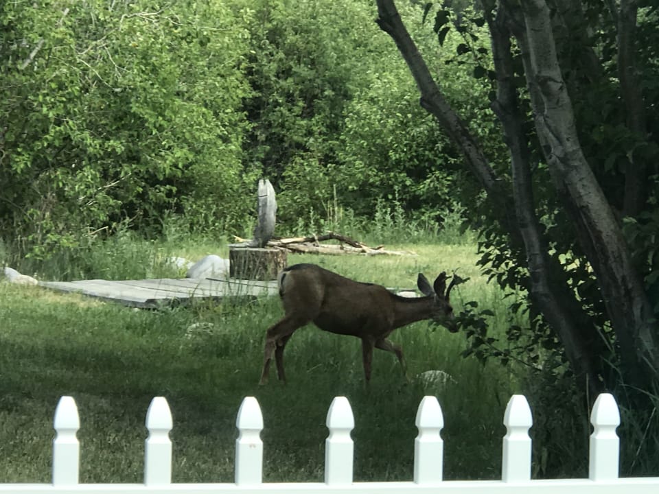 Deer grazing near the house