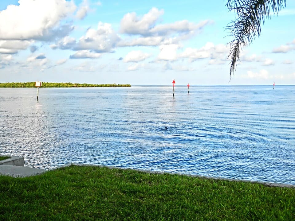 Watch the Dolphin Play and Eat!