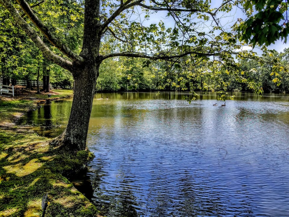 Apartment, Multiple Beds, Accessible (Southern Retreat) | Lake view