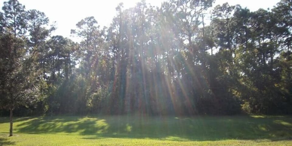View of backyard and conservation forest from pool area - Wow!