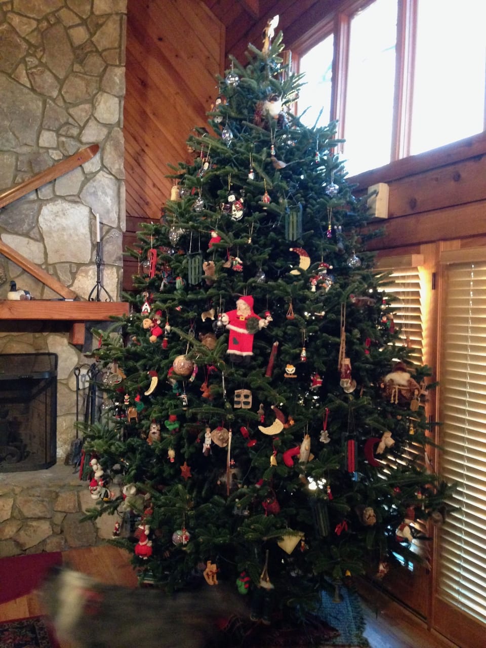 Annual live 12 foot Christmas tree