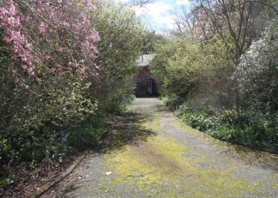Spring blossoms down the driveway