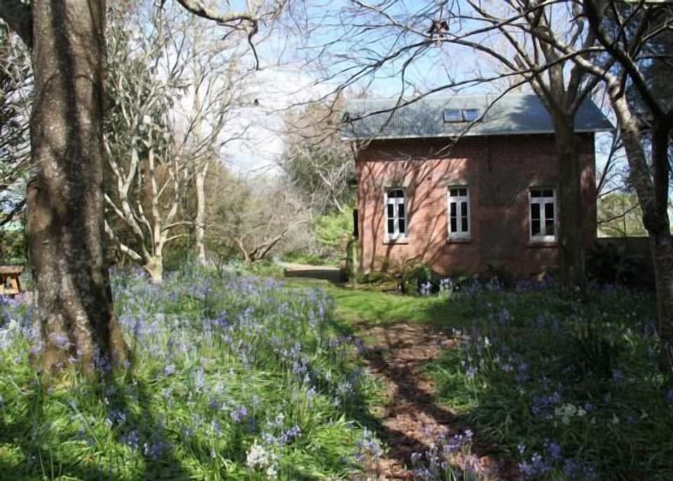 The bluebells in Sept 2012