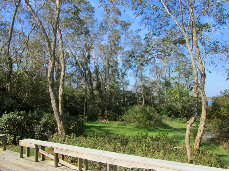 Grassy yard