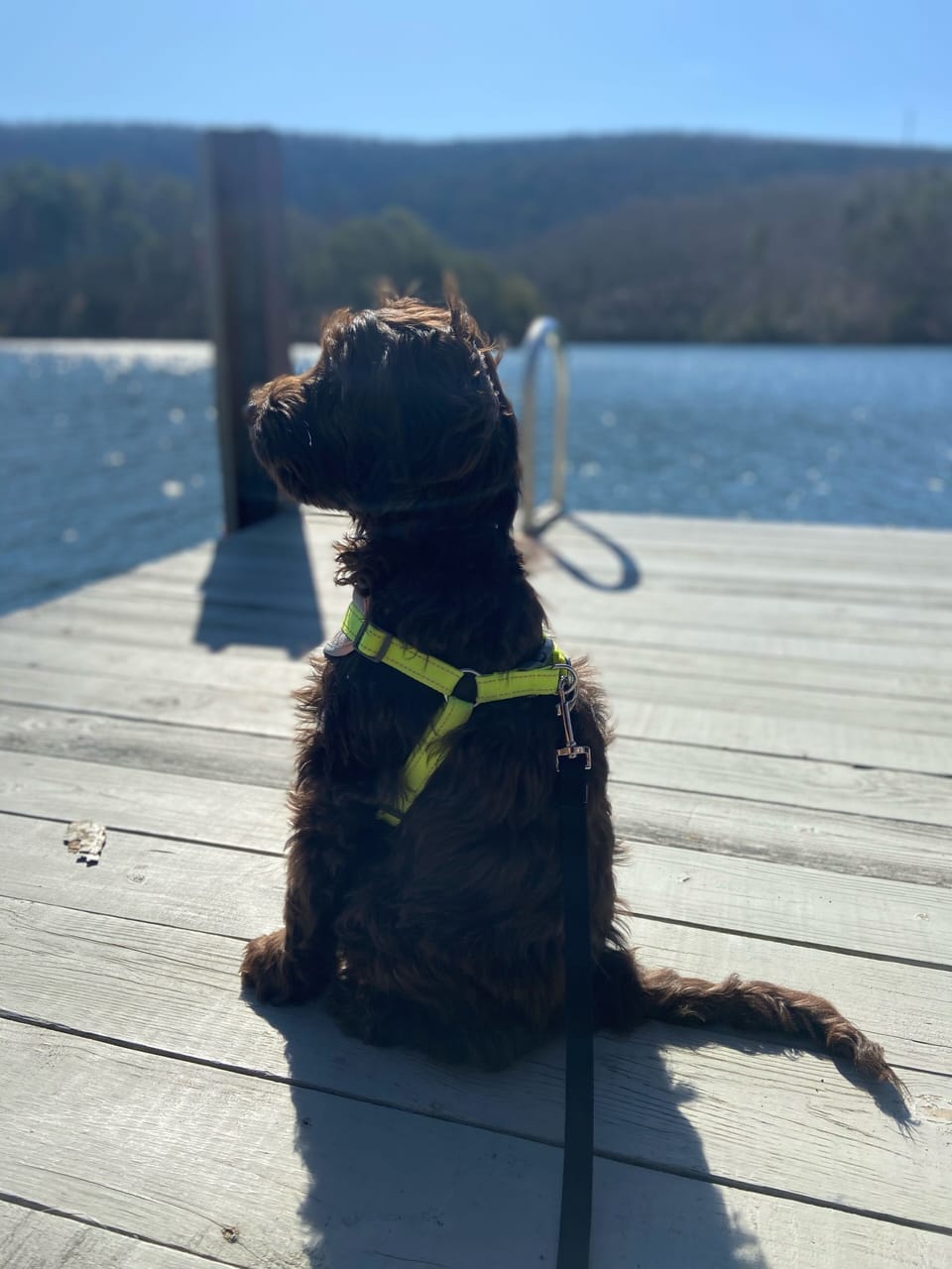 Pet-friendly