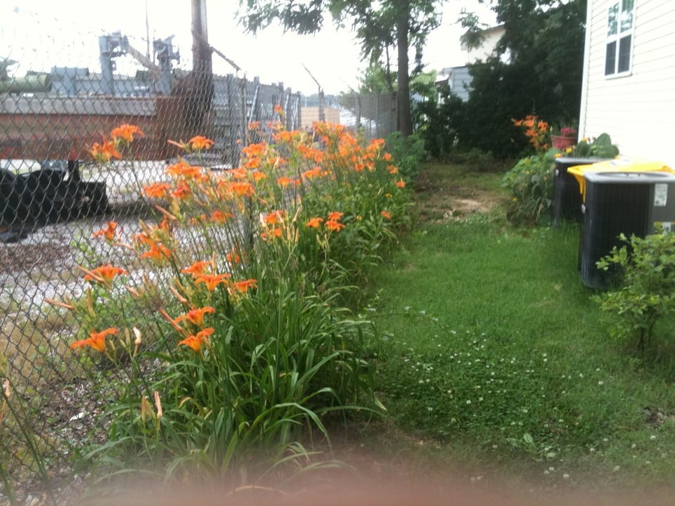Tiger lilies in rear of house off deck. 
