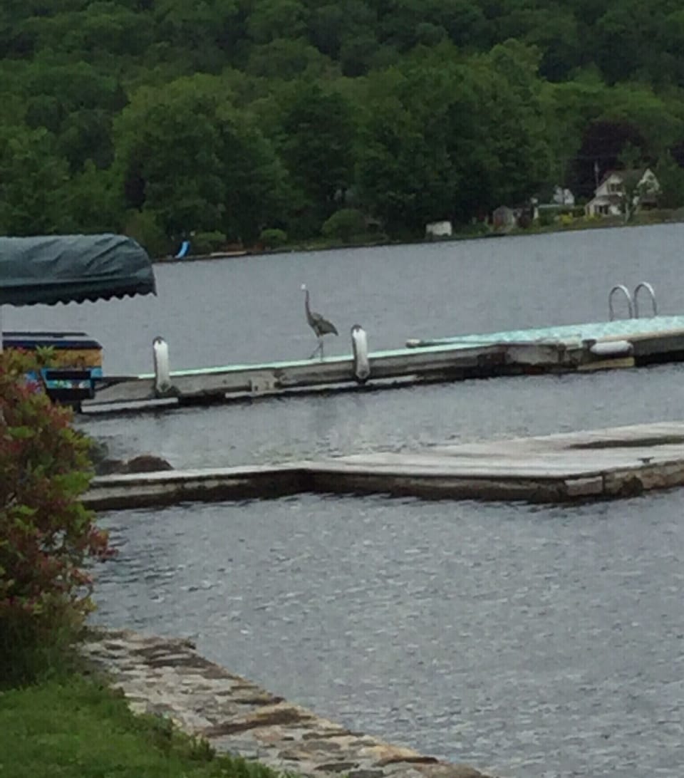 Feathered friend sightings.