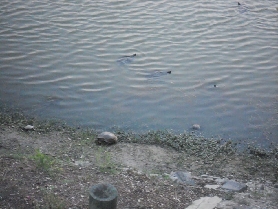 Turtles in the pond in back of cottage