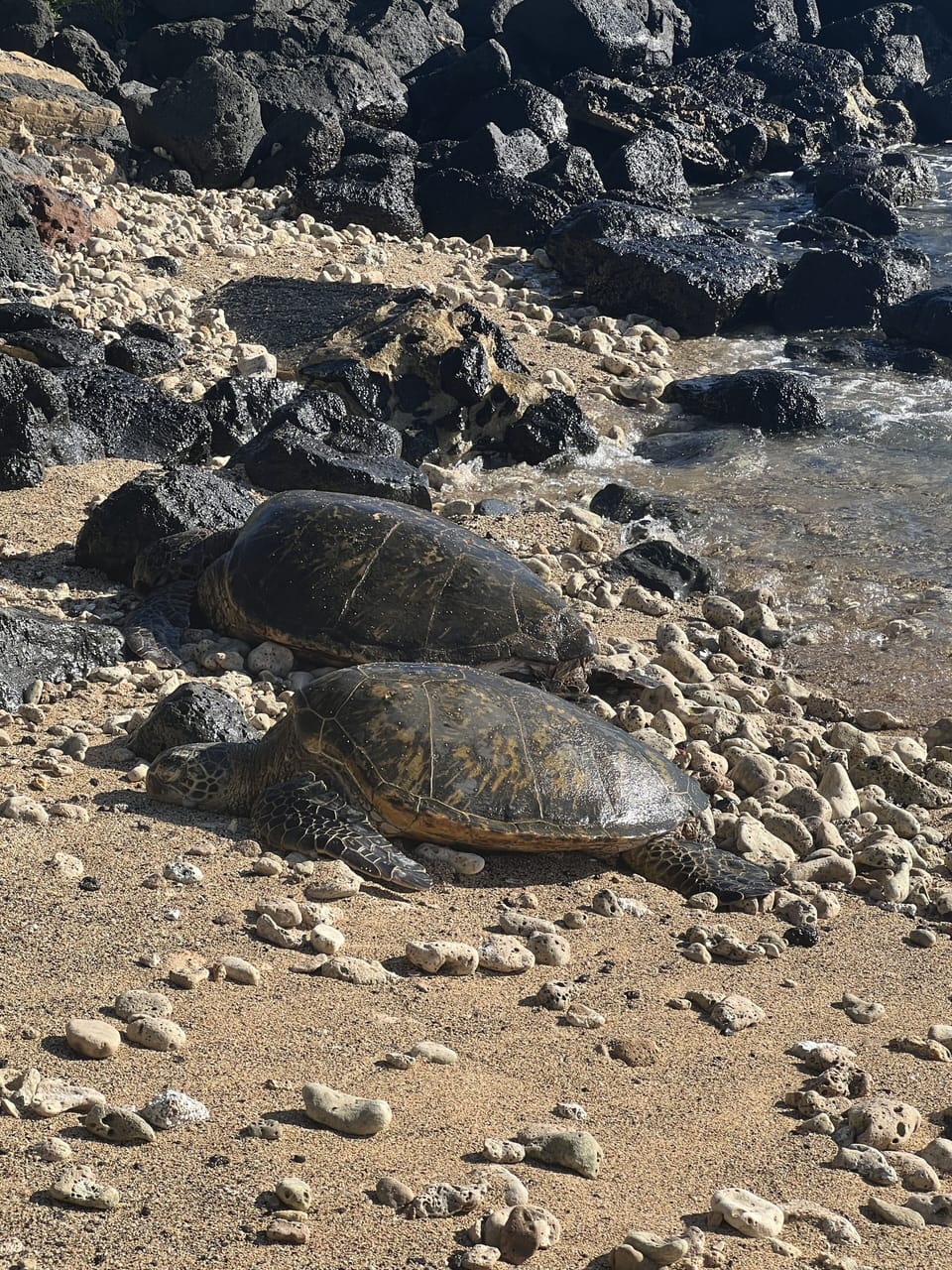 Sea turtle are easy to spot swimming in the ocean from the lanai.
