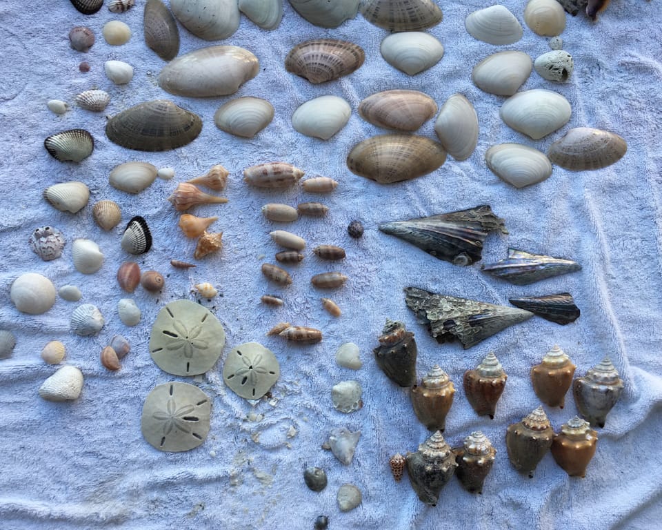 Found all these beautiful shells after only a few minutes on Tigertail Beach!