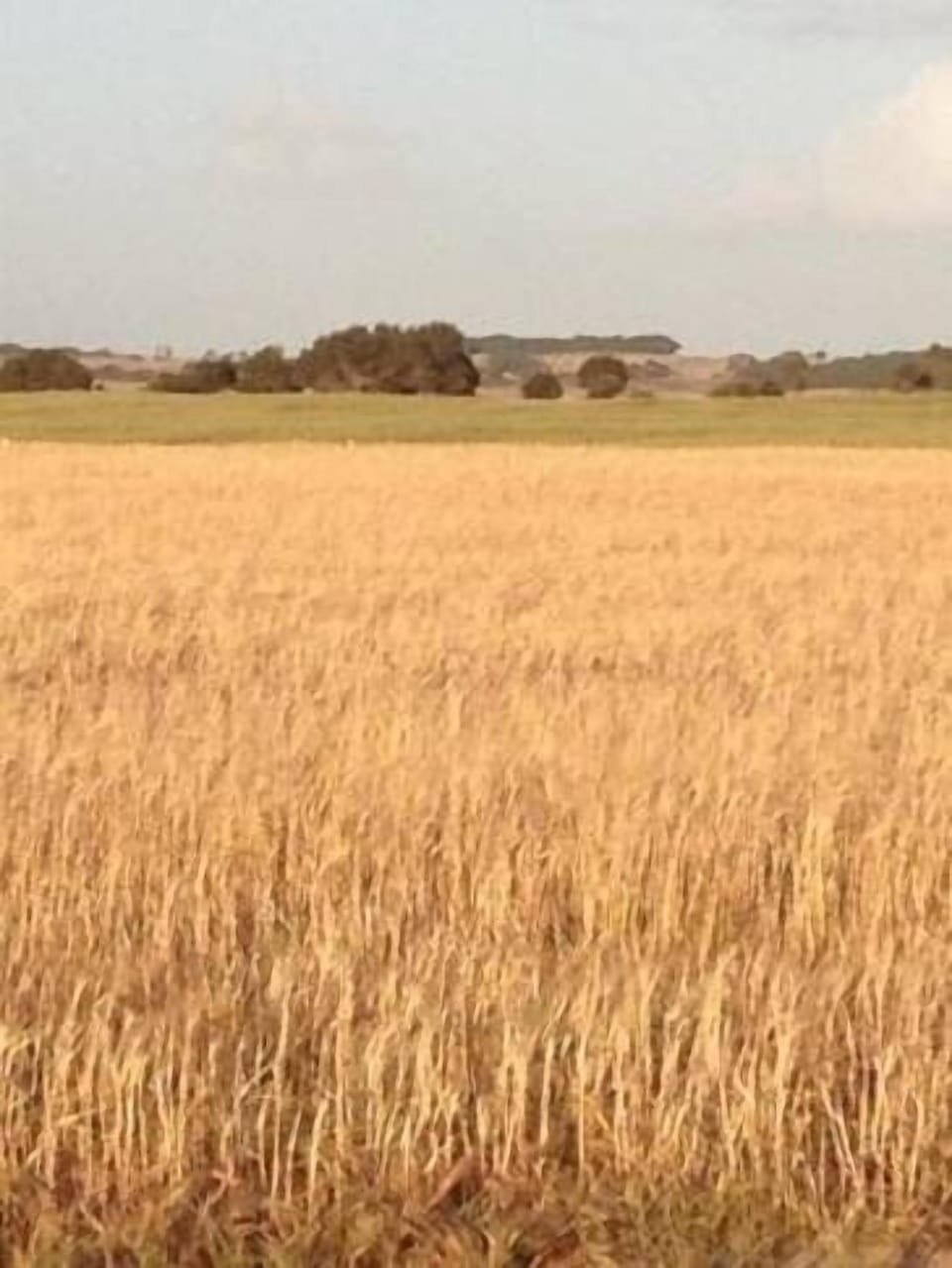 Our farm barley crop.