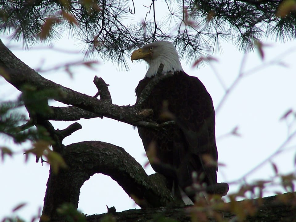 'Our' Bald Eagle - a frequent visitor