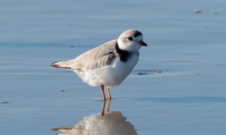 Piping plover on the beach……protected species