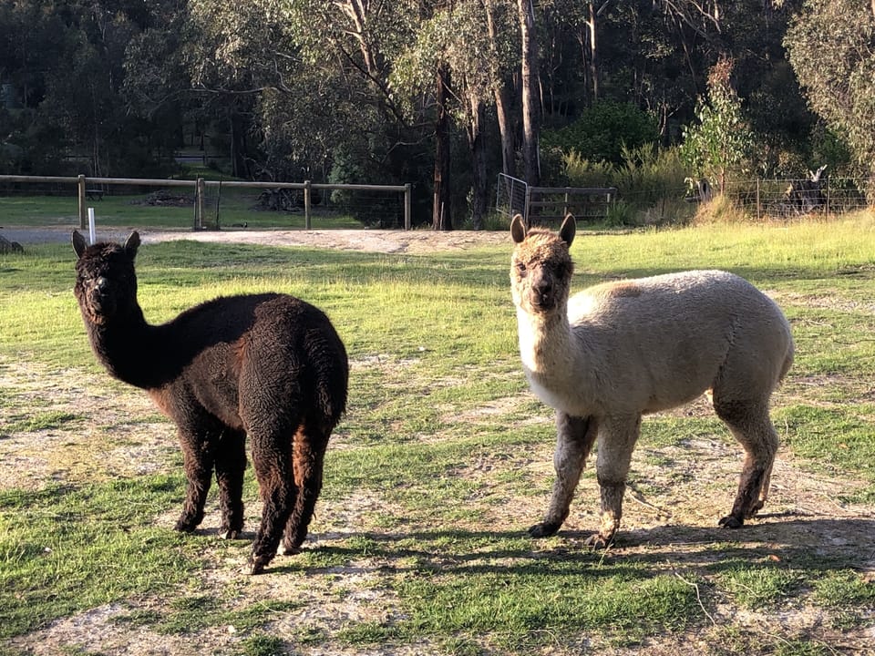 Apu and Harry, our resident alpacas
