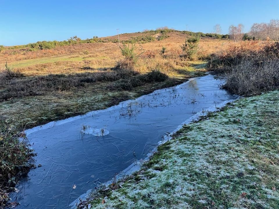 New Forest in January