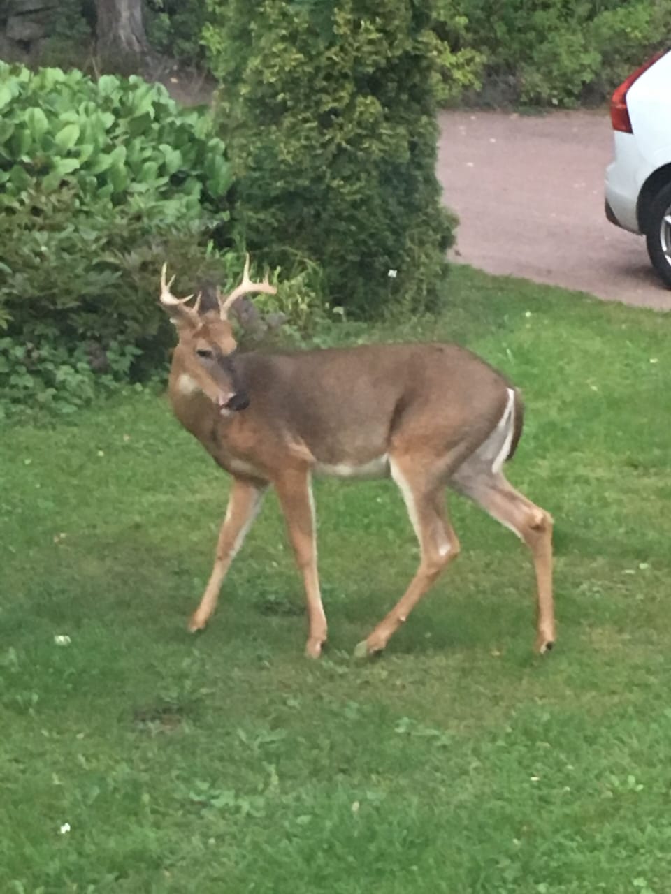 A regular visitor
