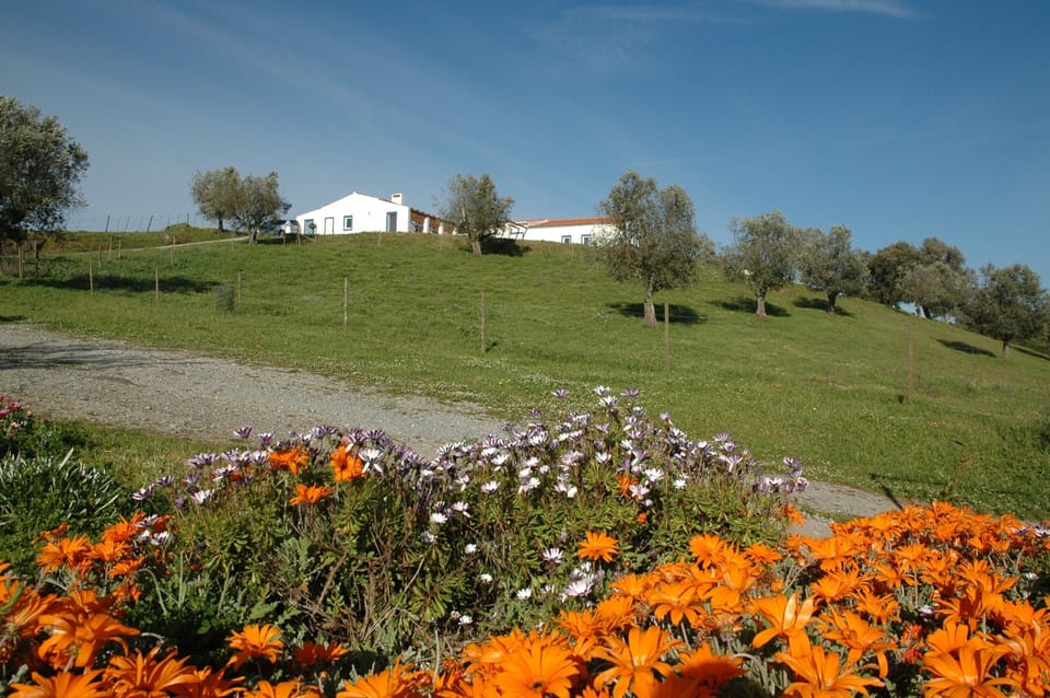 Monte do Telheiro's Spring Flowers and Olive Trees