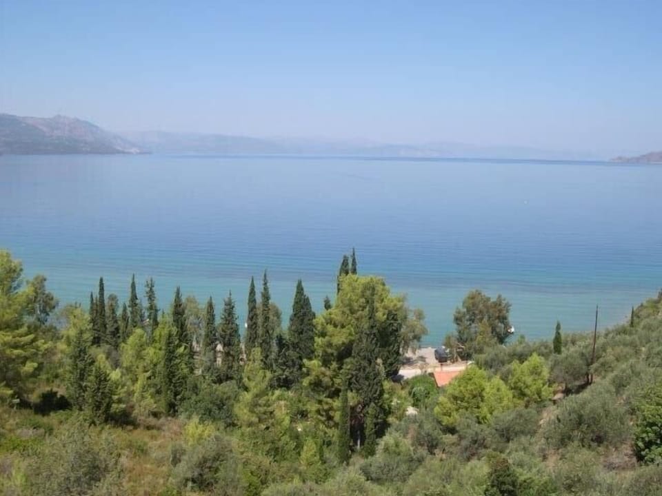 The view from the house with our woods below.