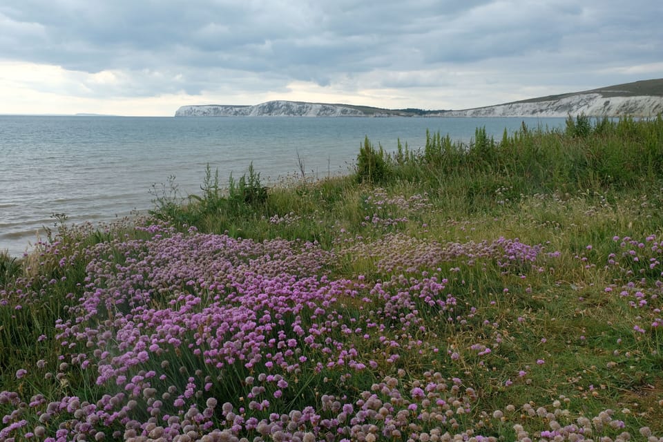 Sea pinks (thrift) on the cliff at Hanover point.