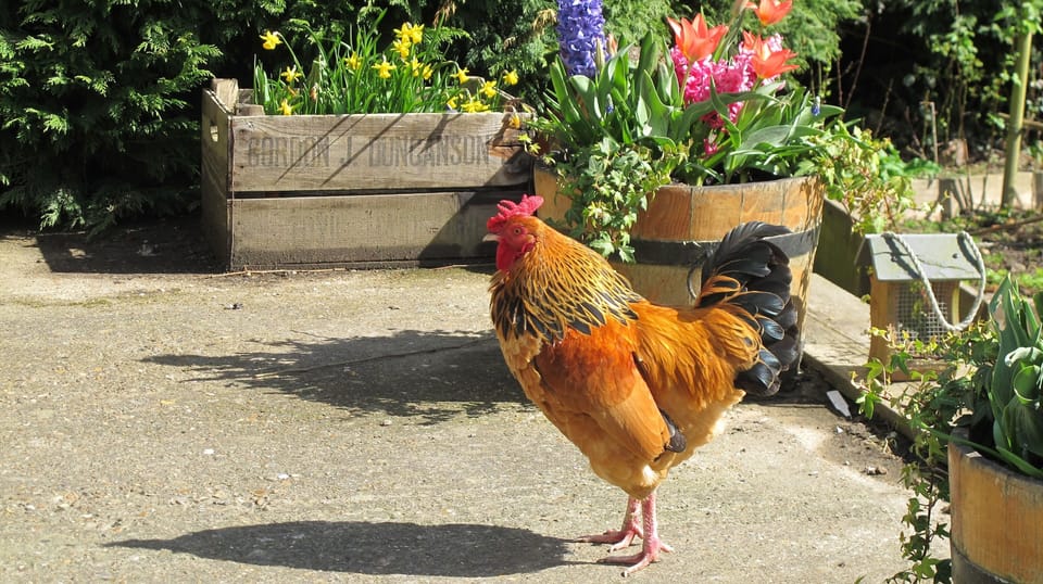 Cockerel