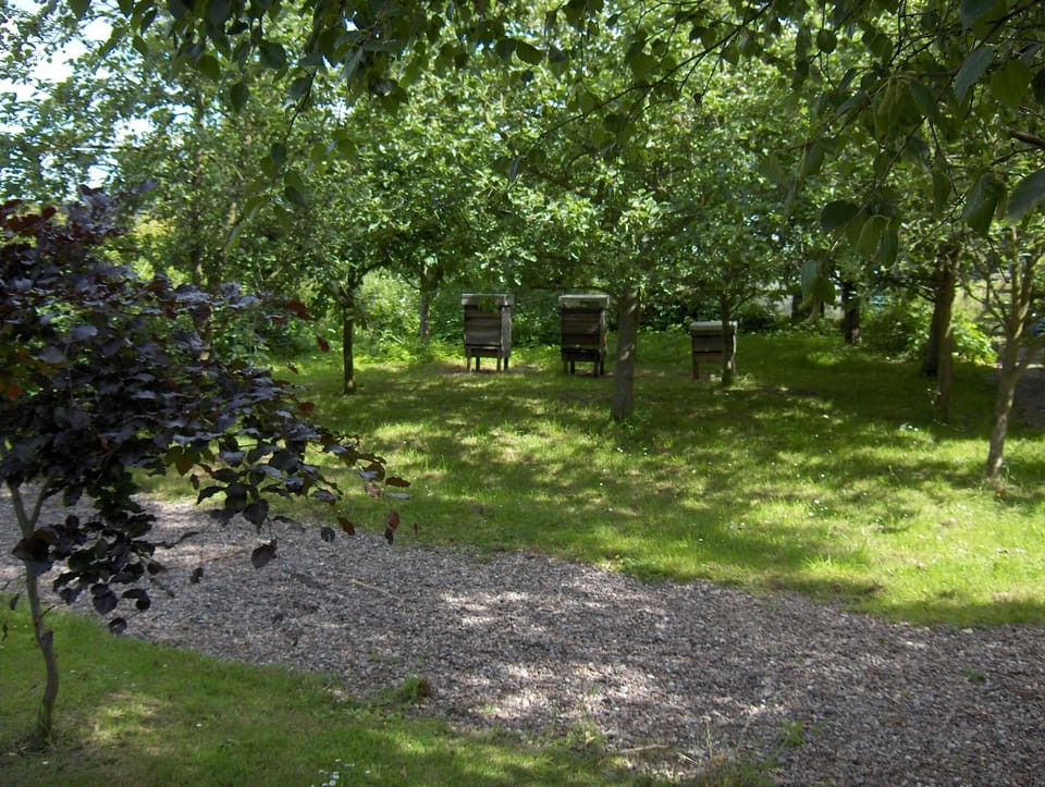 The orchard 