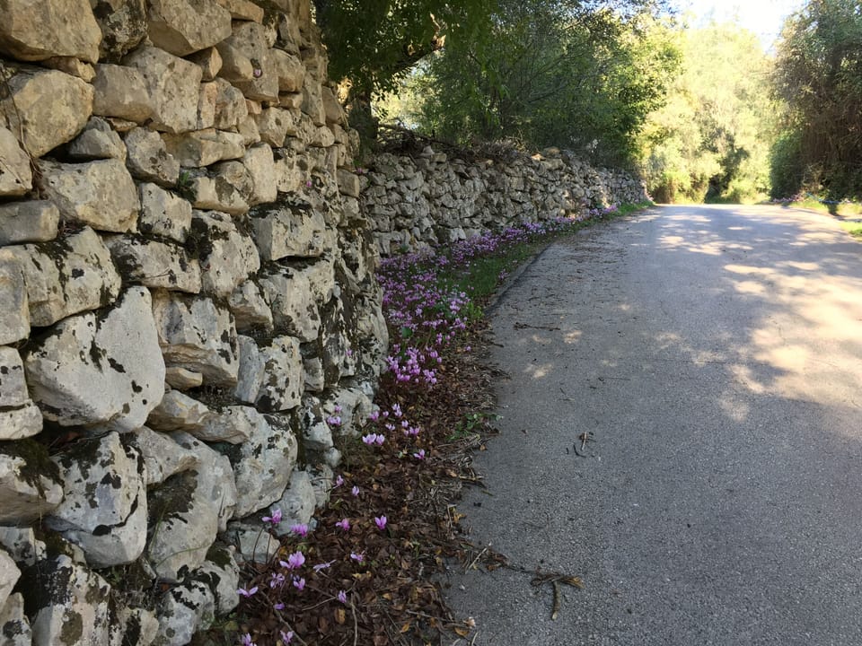 Wild cyclamen in the Autumn
