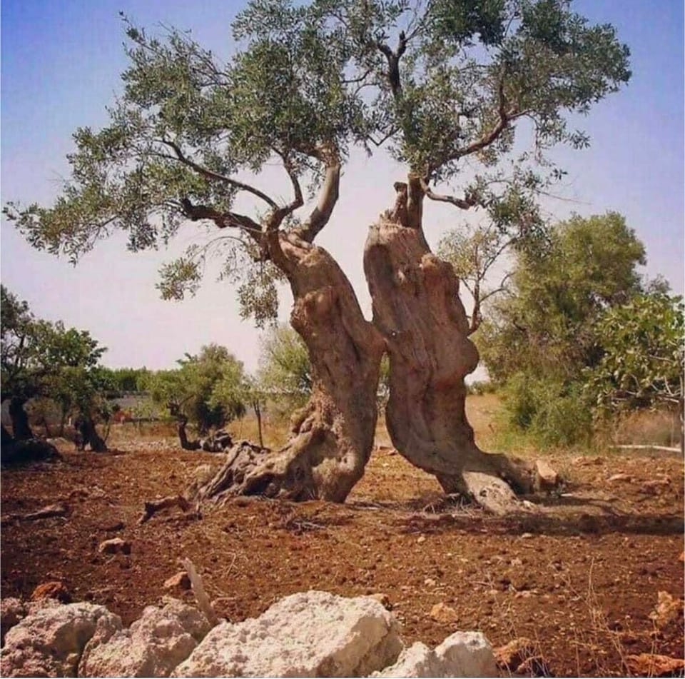 It's easy to fall in love with the olive trees that are everywhere in Puglia